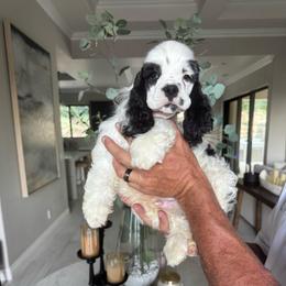 White face - Black and white male Cocker Spaniel puppy in Bonsall, California from CuttinBlue Farms