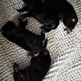 Girl 1 black - Black female Miniature Schnauzer puppy in Fresno, California from Findell Kennel, LLC