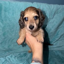 Chip - Dapple male Dachshund puppy in Crawfordsville, Indiana from KCM Doxies