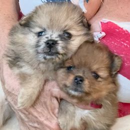 YANG - Red sable Pomeranian puppy in Avon Park, Florida from Mariska's Pomeranians