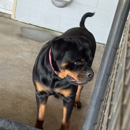Paisley - Rottweiler