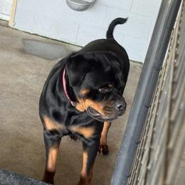 Paisley - Rottweiler