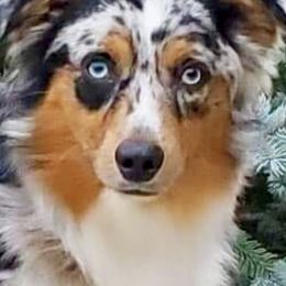 Australian Shepherds, Miniature American Shepherds, Miniature Australian Shepherds, and Toy Australian Shepherds from Ross Ranch Mini and Standard Aussie's