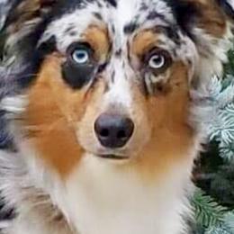 Australian Shepherds, Miniature American Shepherds, Miniature Australian Shepherds, and Toy Australian Shepherds from Ross Ranch Mini and Standard Aussie's