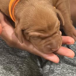 Orange collar - Golden rust female Vizsla puppy in Port Angeles, Washington from Blacktail Trail Vizslas