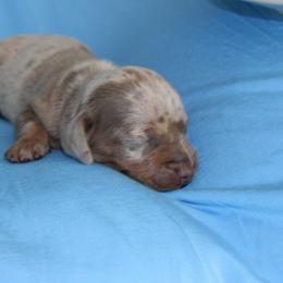Boy 2 - Dapple male Dachshund puppy in Staley, North Carolina from Langley Farms Dachshunds
