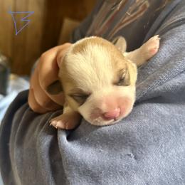 Red boy - Red male Pembroke Welsh Corgi puppy in Clinton, Tennessee from High Hopes Farm