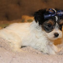 Biewer Terrier Puppies from Two Hearts Biewer's