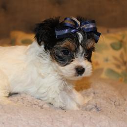 Biewer Terrier Puppies from Two Hearts Biewer's