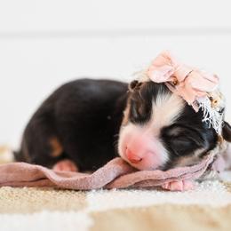 BLOSSOM - Black and tan female Pembroke Welsh Corgi puppy in Mona, Utah from Sorensen Corgis