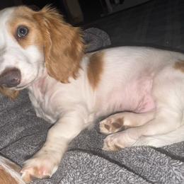 Tyson - Piebald male Dachshund puppy in Stockton, California from Royalty Weenies