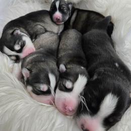 Siberian Husky puppies from Black Diamond Siberian Huskies