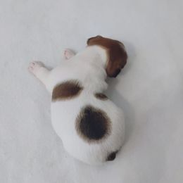 Chip - Tri-color male Jack Russell Terrier puppy in London, Kentucky from Whitehouse Jack Russells