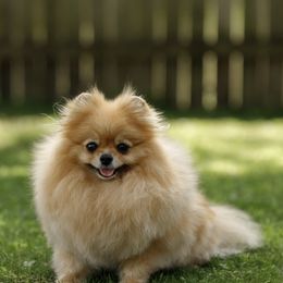 Cookie - Pomeranian