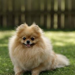 Cookie - Pomeranian