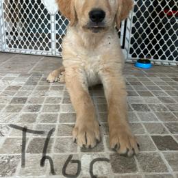 Golden Retriever Puppies from Golden paws of Hope