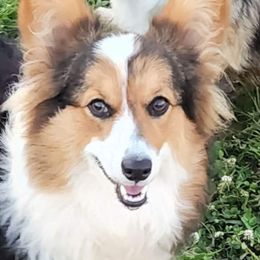 Millie - Pembroke Welsh Corgi