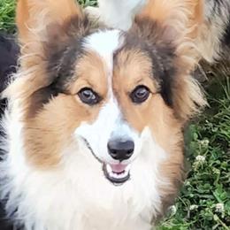 Millie - Pembroke Welsh Corgi