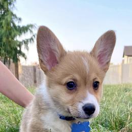 Pembroke Welsh Corgis from Celtic Corgis