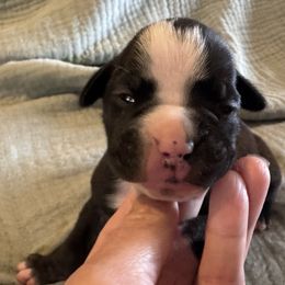Ariel - Purple - Brindle female Boxer puppy in Madras, Oregon from BnT Boxers