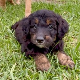 Remi - Black tri male Miniature American Shepherd puppy in Crowley, Texas from Nelson's Aussies and Aussiedoodles