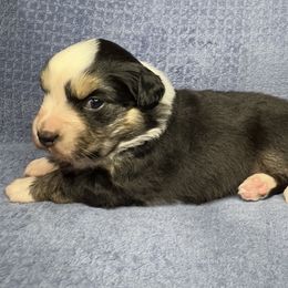 Australian Shepherd Puppies from PCG Farms