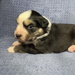 Australian Shepherd Puppies from PCG Farms