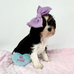 AKC Sassypants - Tri-color female Cavalier King Charles Spaniel puppy in Louisville, Kentucky from Ali-Mae Cavaliers