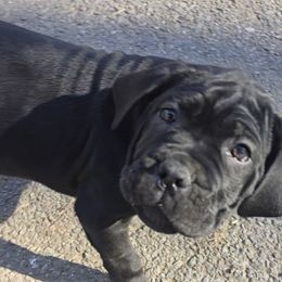 Cane Corso Puppies from Hardradas Dynasty Cane Corso