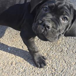 Cane Corso Puppies from Hardradas Dynasty Cane Corso