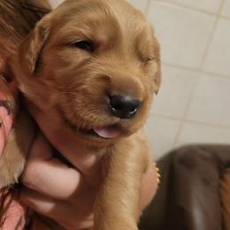 Brulee - Dark golden male Golden Retriever puppy in Greensburg, Kentucky from Southern Springs Goldens