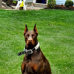 Doberman Pinscher All Grown Up from KJC Champion Kanines