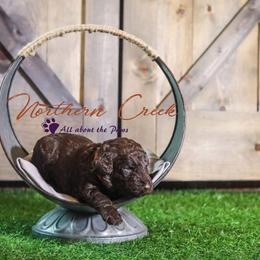 Poodle Puppies from Northern creek standard poodles