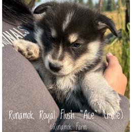 Runamok Royal Flush - Ace - Wolf sable male Pomsky puppy in St. Maries, Idaho from Runamok Farm