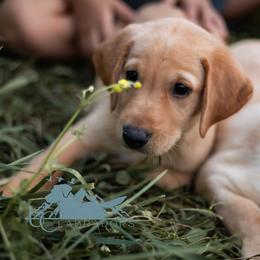 Labrador Retriever Puppies from UC Labradors