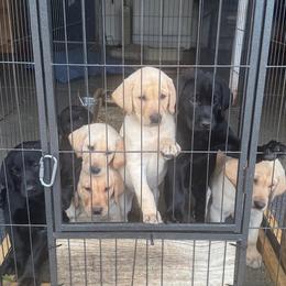 Labrador Retriever puppies from FowlMasters Outfitters & Kennels