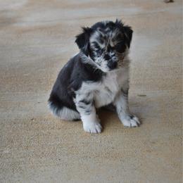 Aspen - Blue merle female Australian Shepherd puppy in Stephenville, Texas from Rockin B Australian Shepherds