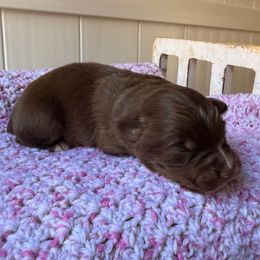 Redwood - Turquoise Collar - Red tri-color male Australian Shepherd puppy in Placerville, California from BFF Aussies