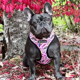 Leegin - French Bulldog