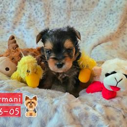 Armani - Chocolate, tan and white male Yorkshire Terrier puppy in Nitro, West Virginia from Kathryn's Yorkies