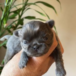 Linda - Blue female Shih Tzu puppy in Oak Hills, California from High Desert  Shih Tzu
