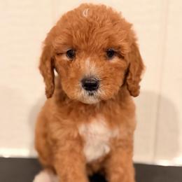 Boy1 - Red  male Goldendoodle puppy in Meridian, Mississippi from Magnolia Poodles and Doodles