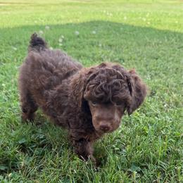 Blue collar - Phantom male Poodle puppy in Huntsville, Alabama from Flint River Poodles