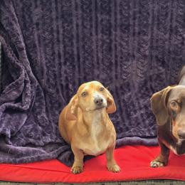 Haley - Dachshund
