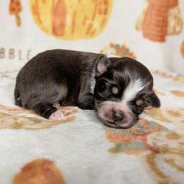 Chino - Red tri male Toy Australian Shepherd puppy in Shepherd, Texas from GAMALA Farm & Kennels