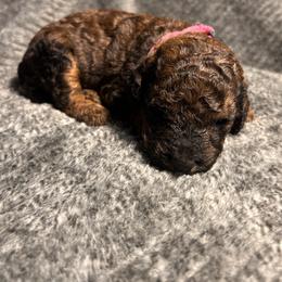 Girl 5 - Sable female Bernedoodle puppy in Warfordsburg, Pennsylvania from Black Oak Forrest Doodles