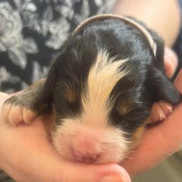 Girl 4 - Black rust and white female Bernese Mountain Dog puppy in Waco, Texas from Van Amburgh Family Farm - Bernese Mountain Dogs