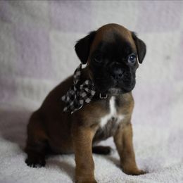 Tilly - Fawn female Boxer puppy in Warsaw, New York from Hillview Kennels