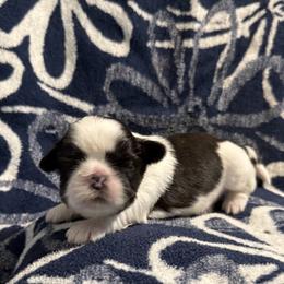 Sam - Brindle and white male Shih Tzu puppy in Sharon, Pennsylvania from Keystone Danes and Shih tzus