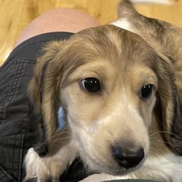 Piebald Boy - Cream male Dachshund puppy in Sultan, Washington from Honeydew Ranch